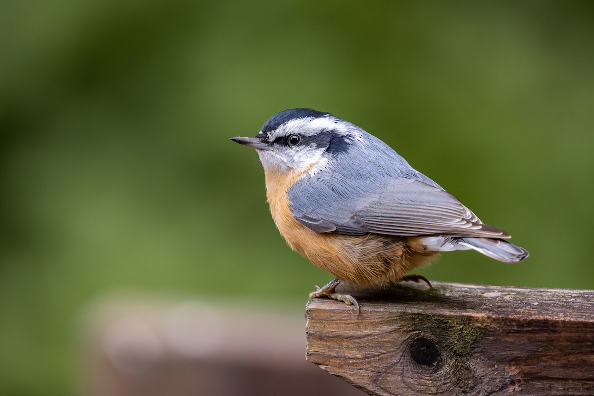 Red-breasted Nuthatch - ML375475901