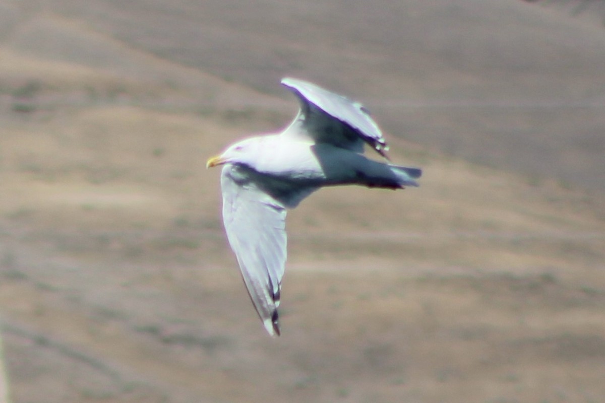 Herring Gull (American) - ML375483401