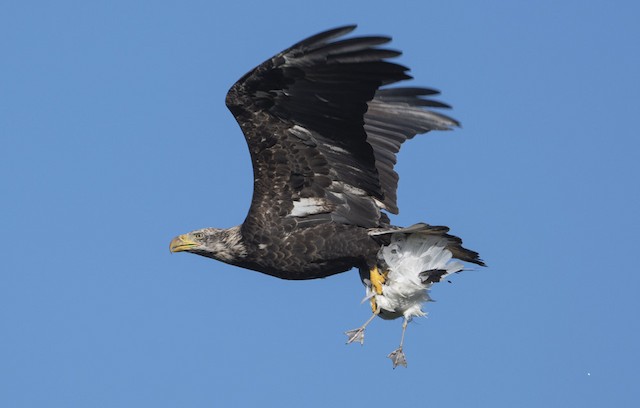 Bald Eagle with Ring-billed Gull (<em class="SciName notranslate">Larus delawarensis</em>) prey. - Bald Eagle - 