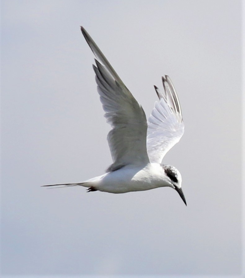 Forster's Tern - Mike Riley