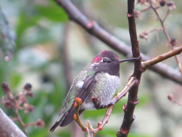 Anna's Hummingbird - ML37549771