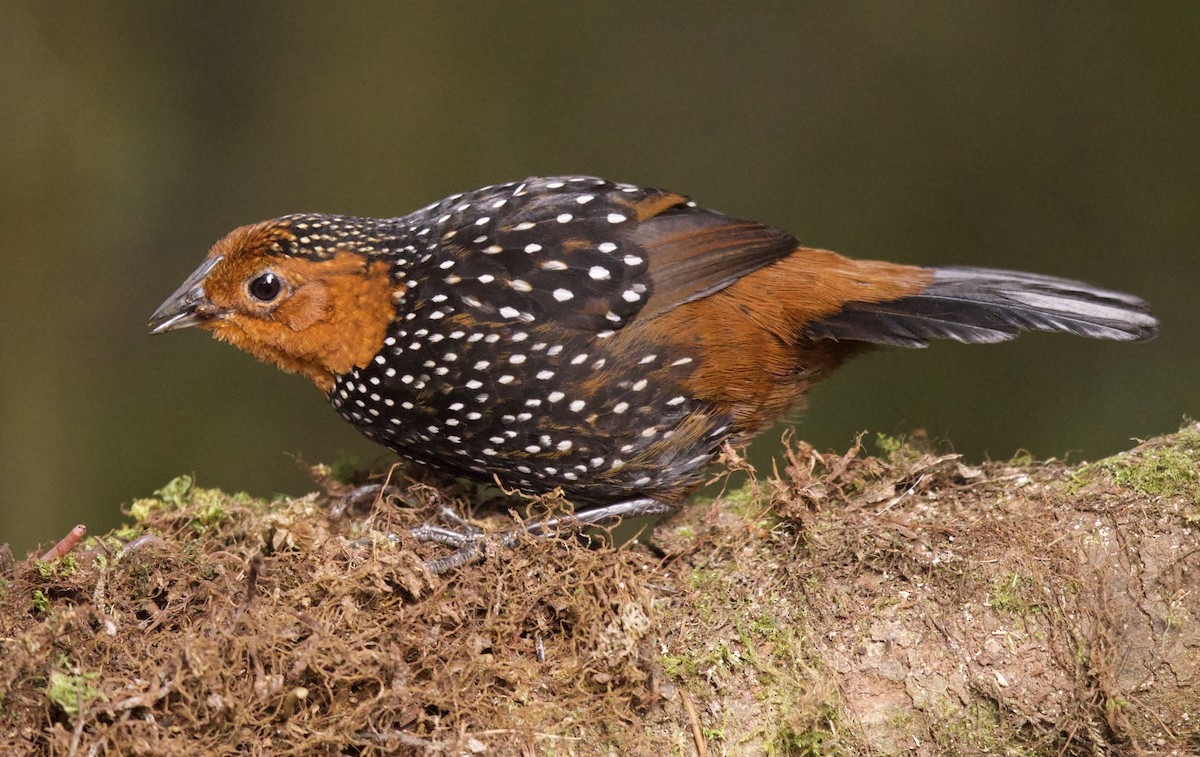 Ocellated Tapaculo - Tom McIntosh