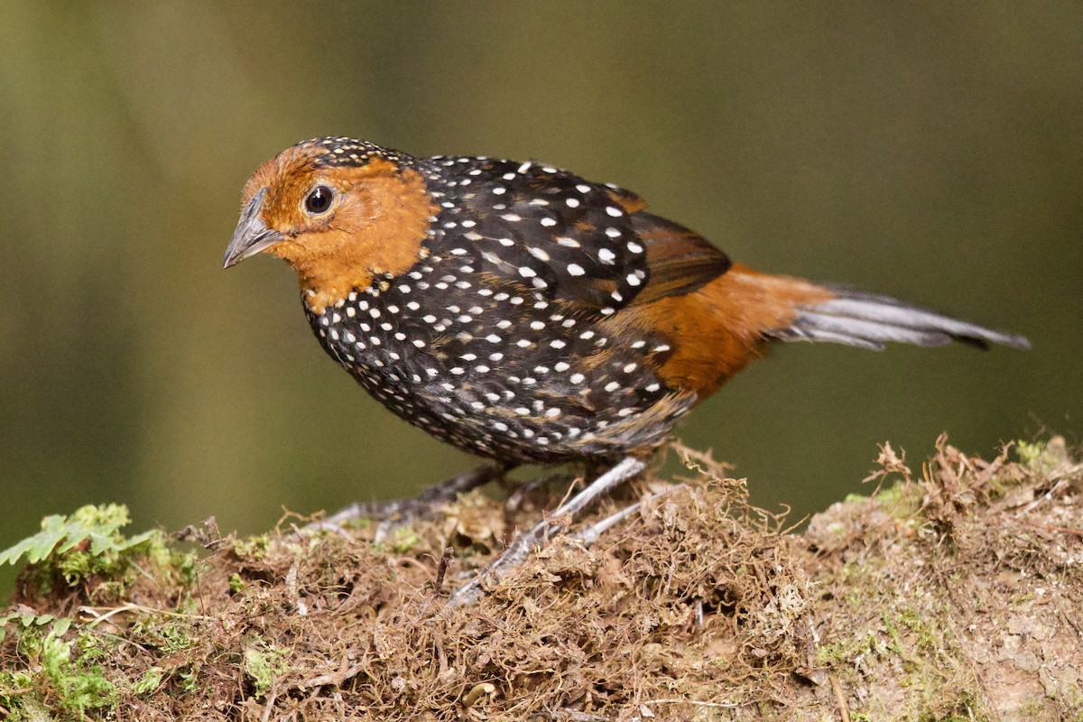 Ocellated Tapaculo - ML375500721