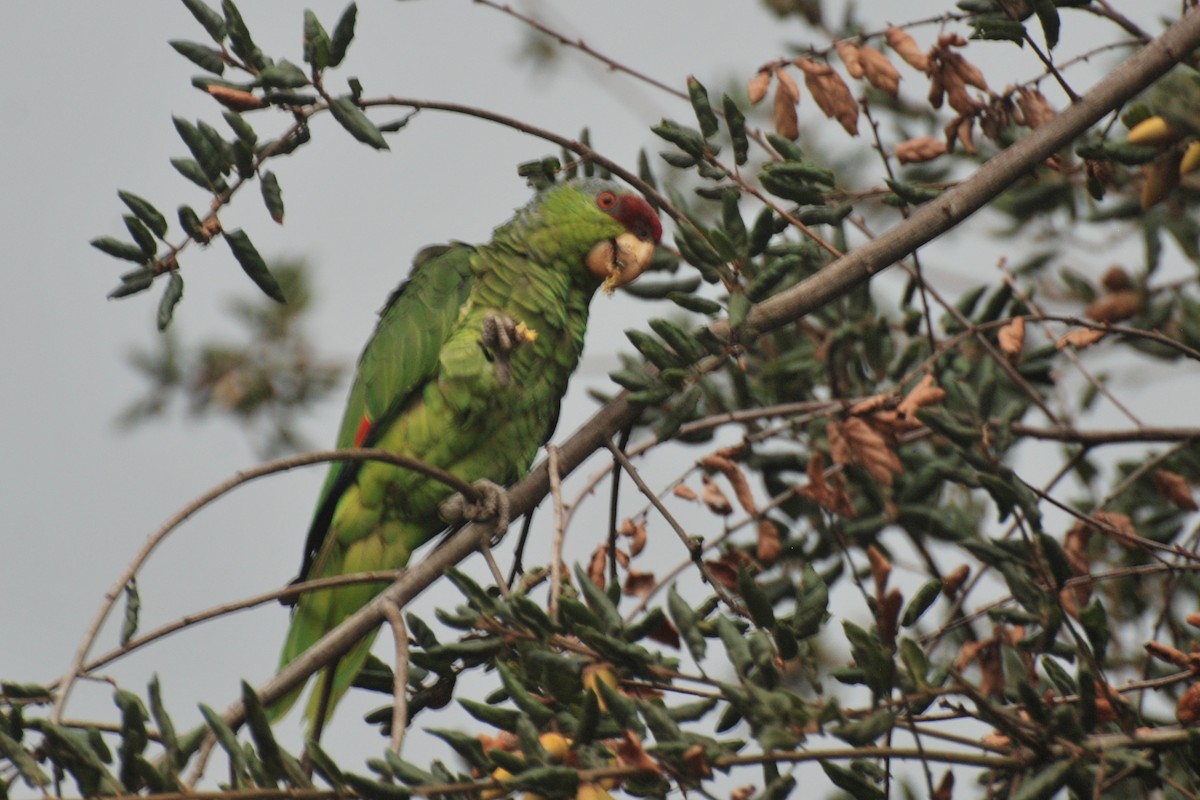 Red-crowned Parrot - ML375501191