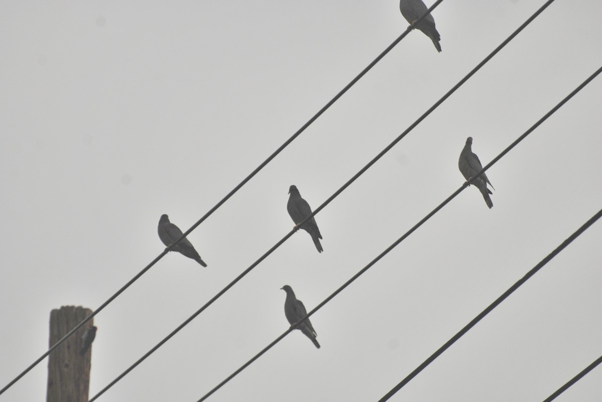 Band-tailed Pigeon - Tom Bisko