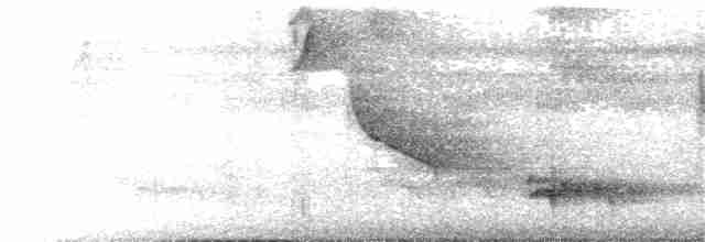 White-throated Shrike-Tanager - ML375503011