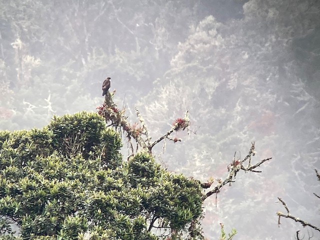 Bird in its nonbreeding habitat; Risaralda, Colombia. - White-throated Hawk - 