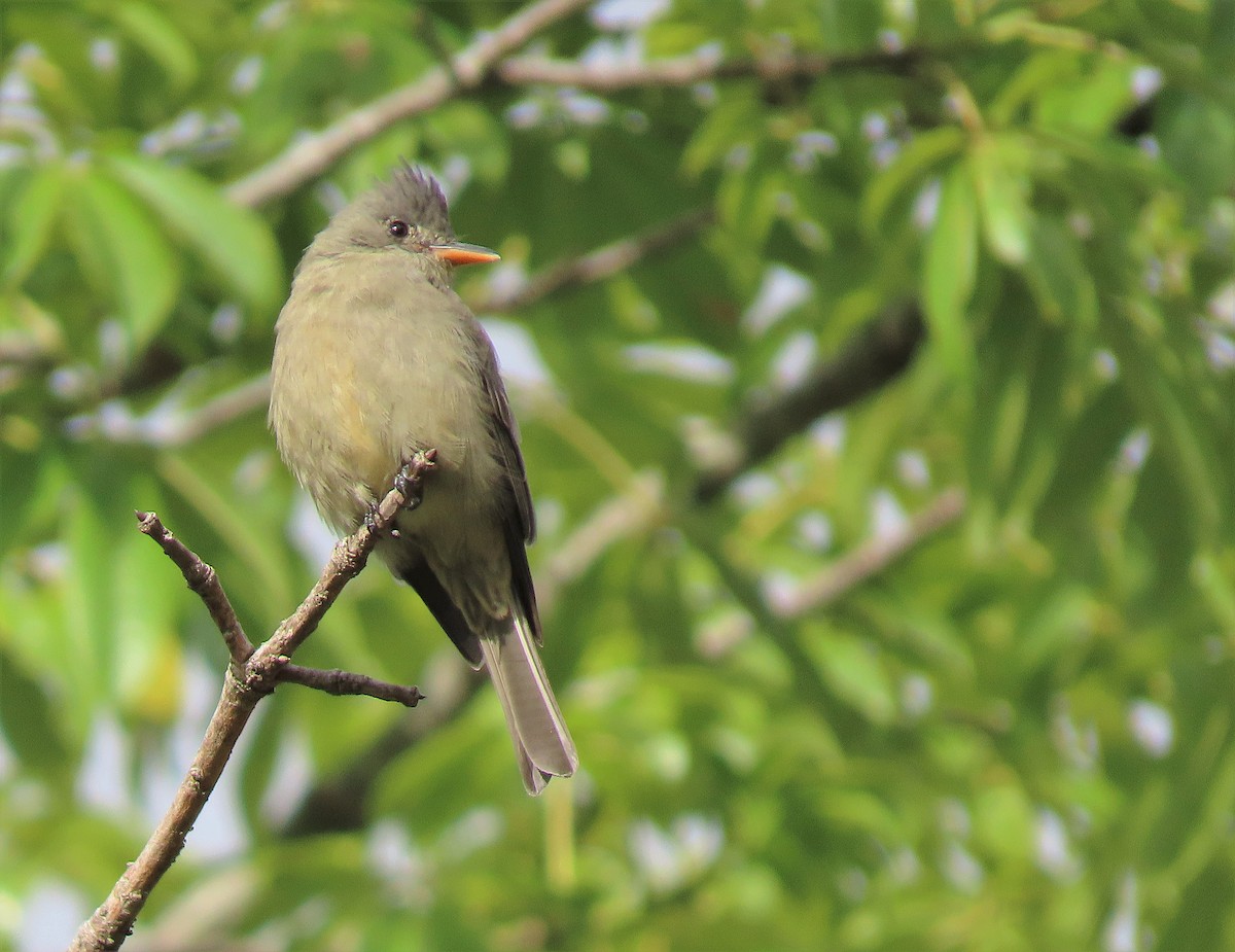Greater Pewee (Central American) - Alfonso Auerbach