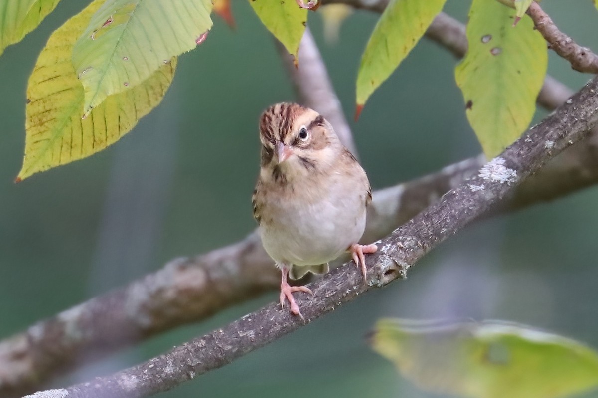 Chipping Sparrow - ML375505761
