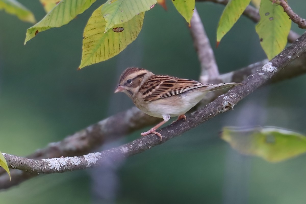 Chipping Sparrow - ML375505771