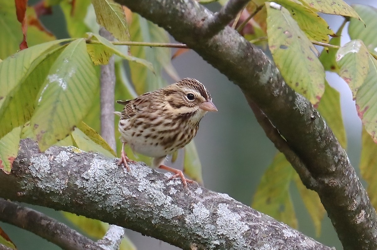 Savannah Sparrow (Savannah) - ML375505891