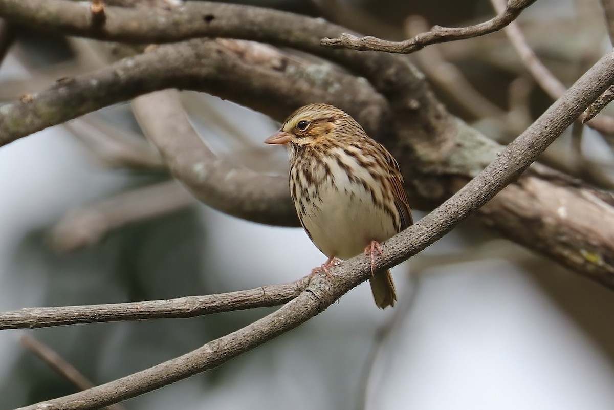 Savannah Sparrow (Savannah) - Suzanne O'Rourke
