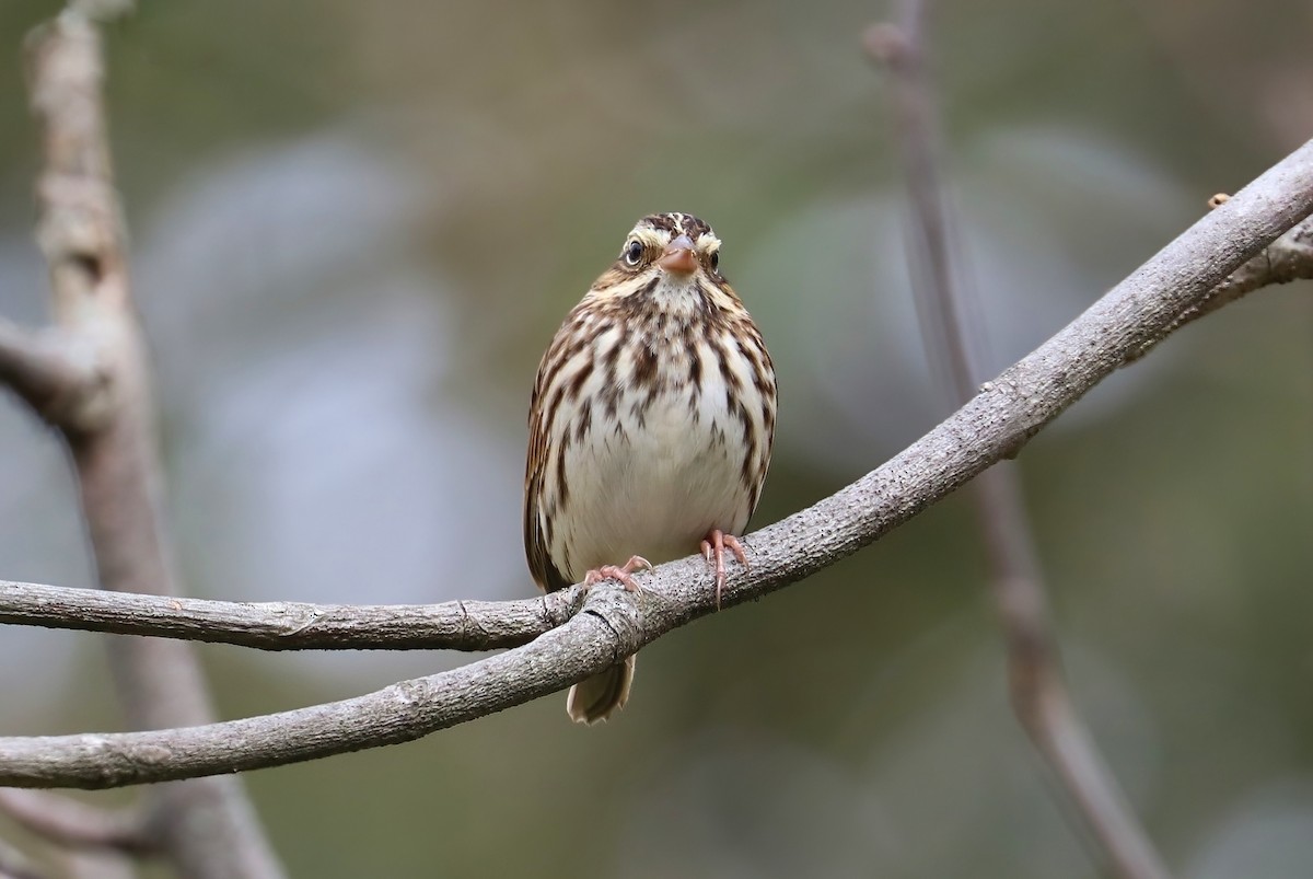Savannah Sparrow (Savannah) - ML375505931