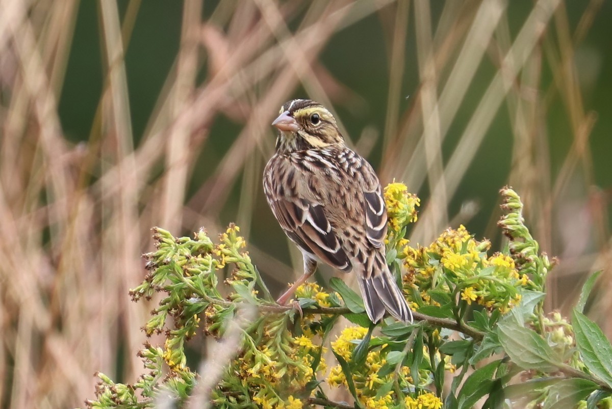Savannah Sparrow (Savannah) - ML375505961