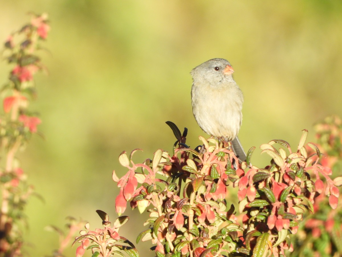 Plain-colored Seedeater - Isain Contreras