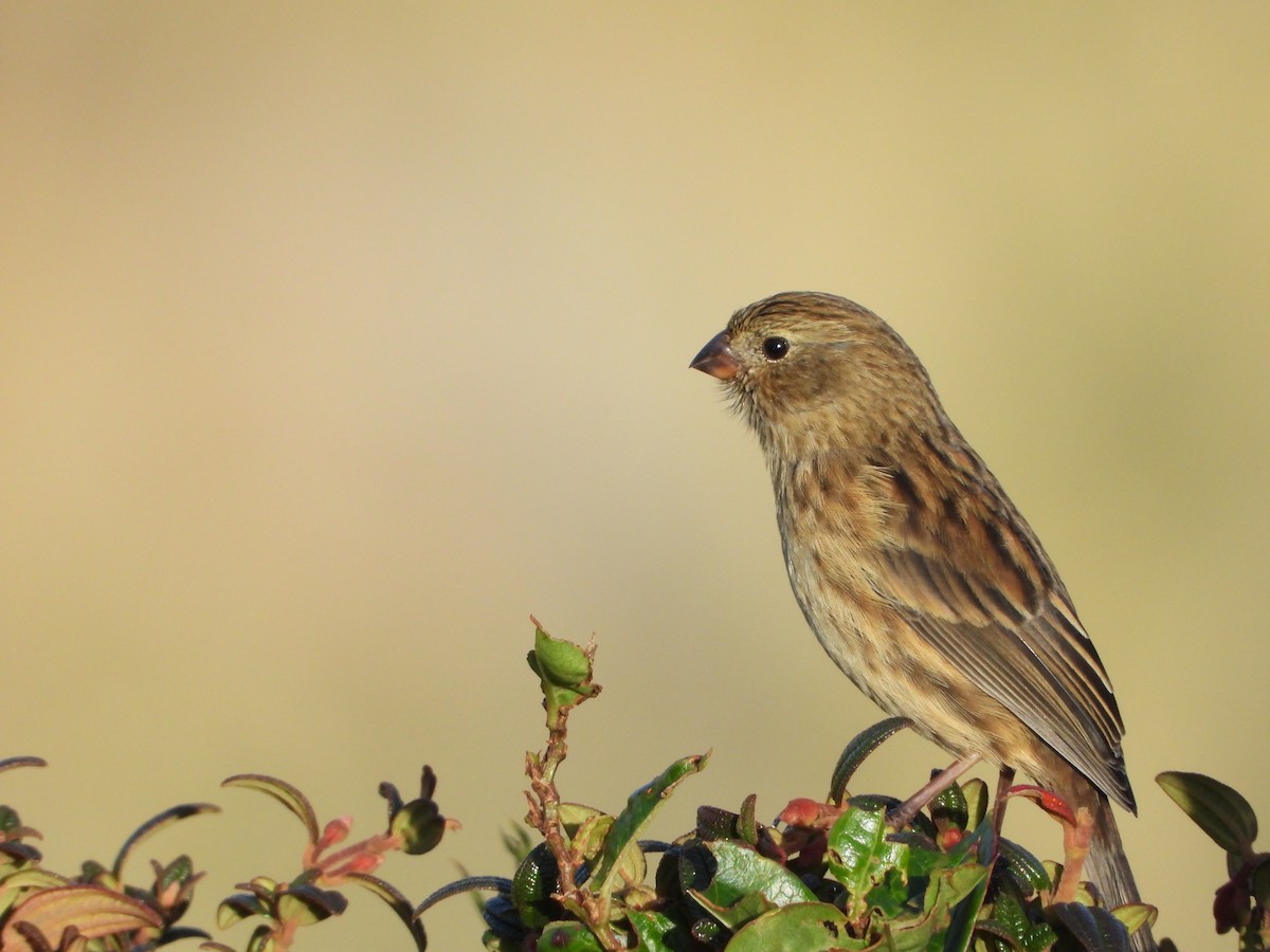 Plain-colored Seedeater - Isain Contreras