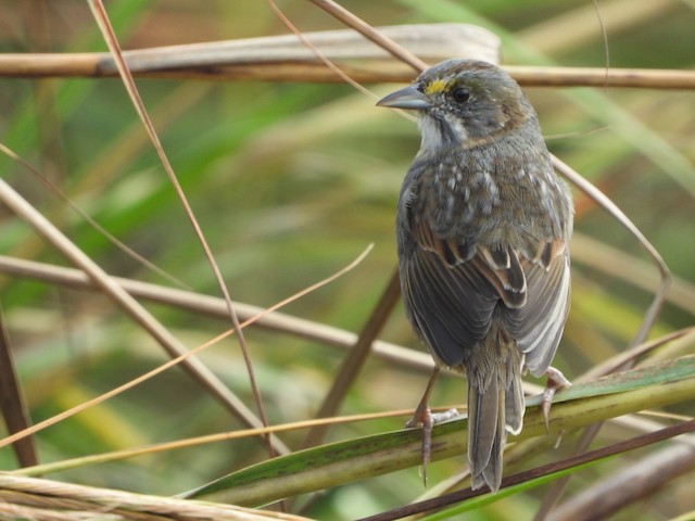 Definitive Basic plumage dorsal view (subspecies <em class="SciName notranslate">maritima</em>). - Seaside Sparrow - 