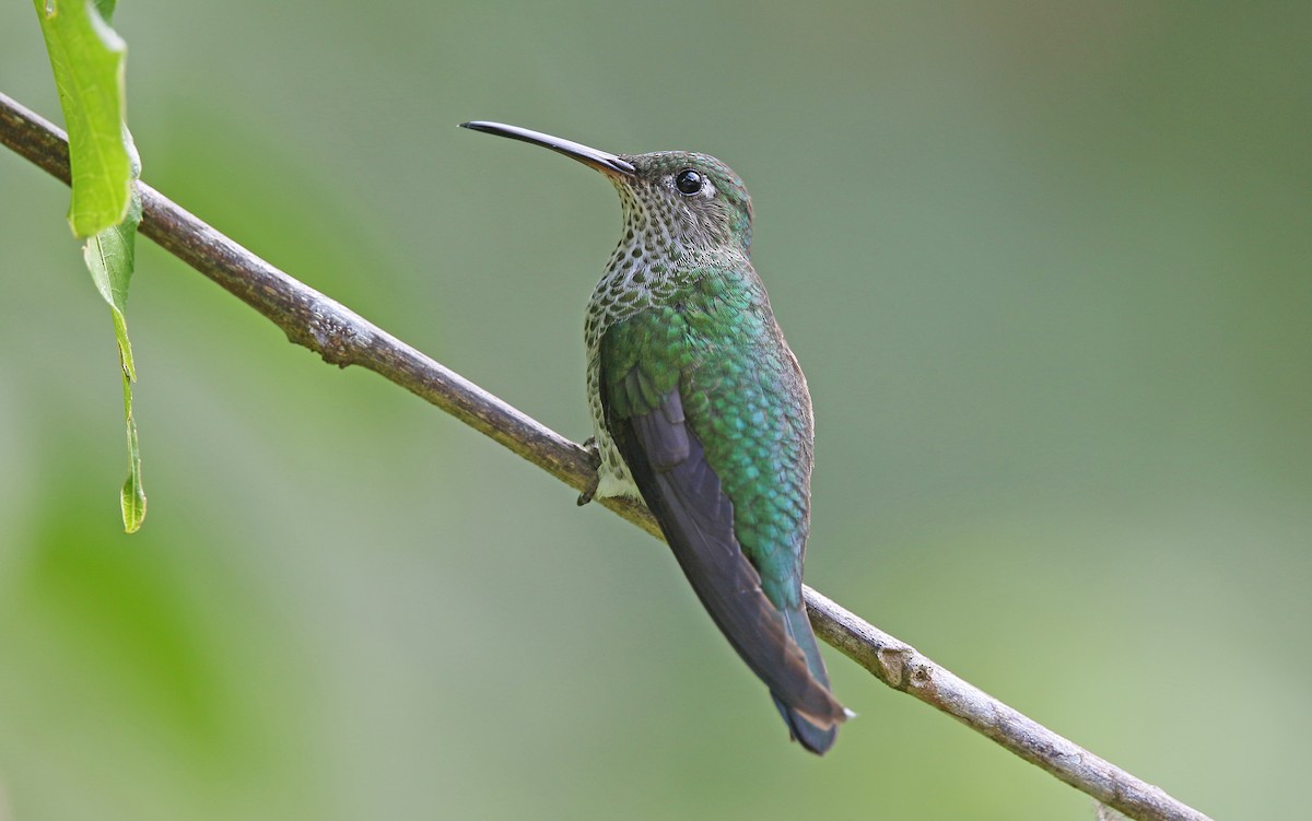 Many-spotted Hummingbird - ML375514301