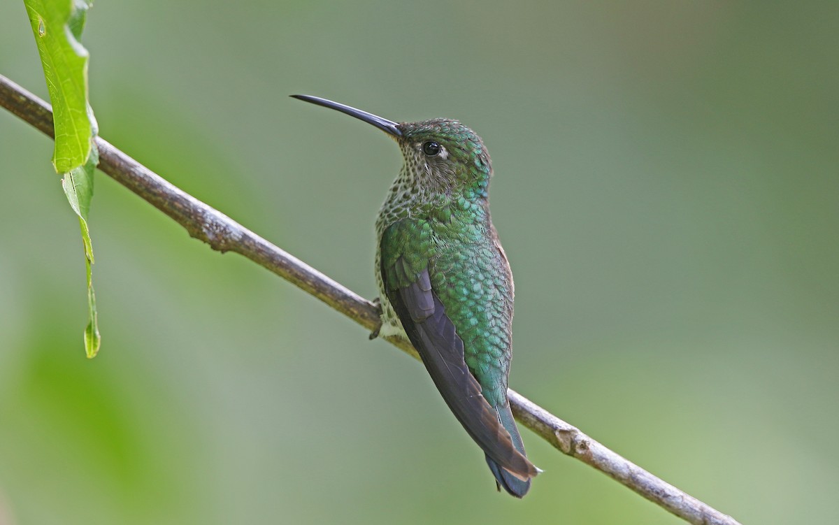Many-spotted Hummingbird - Christoph Moning