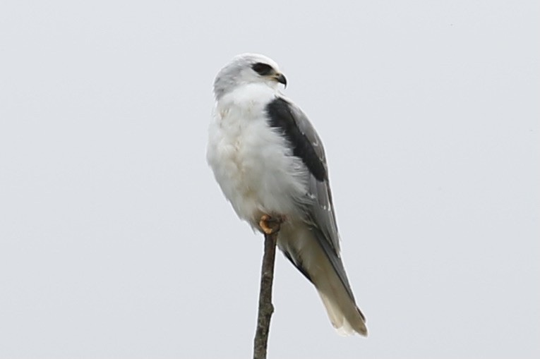 White-tailed Kite - ML375518271
