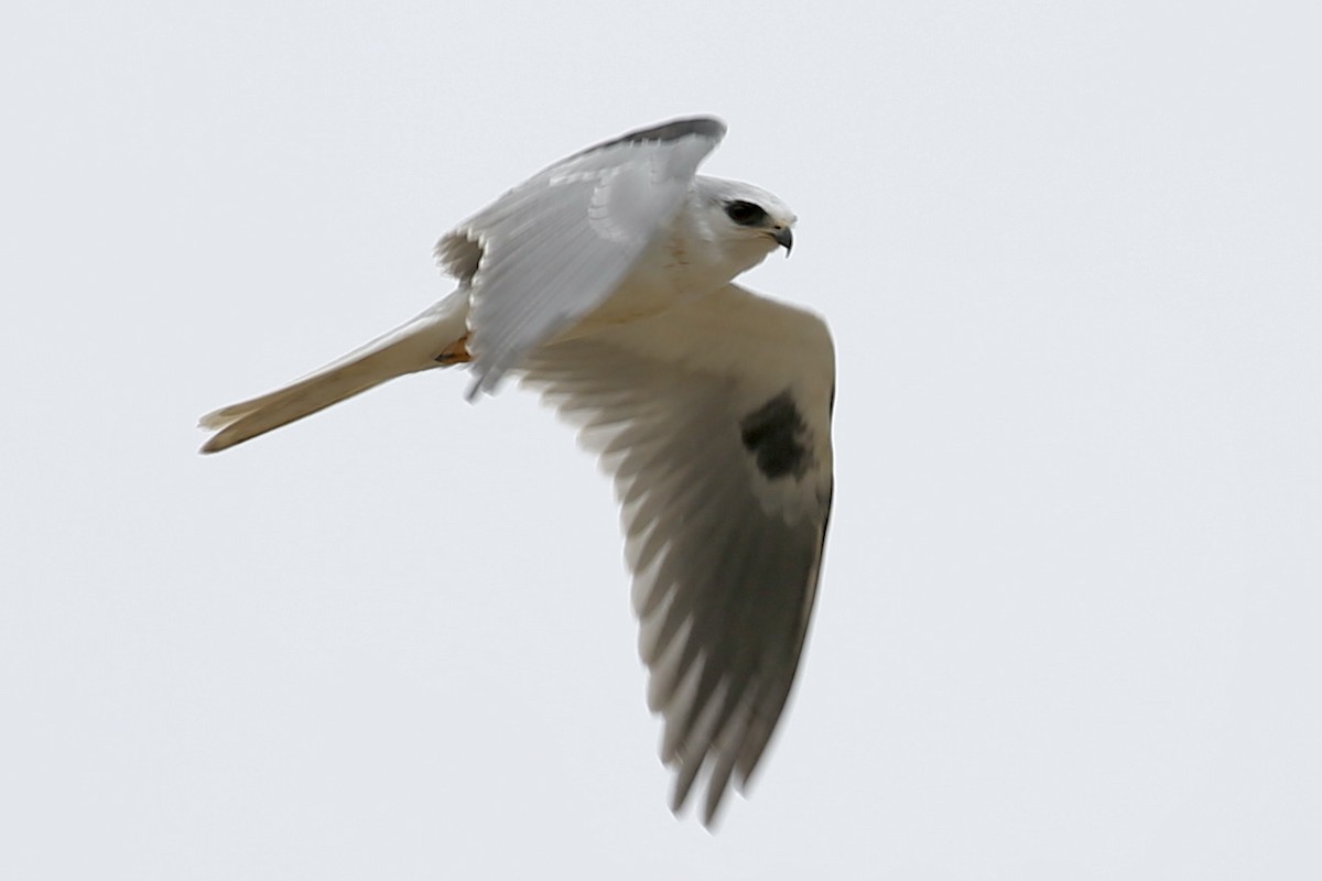 White-tailed Kite - ML375518281