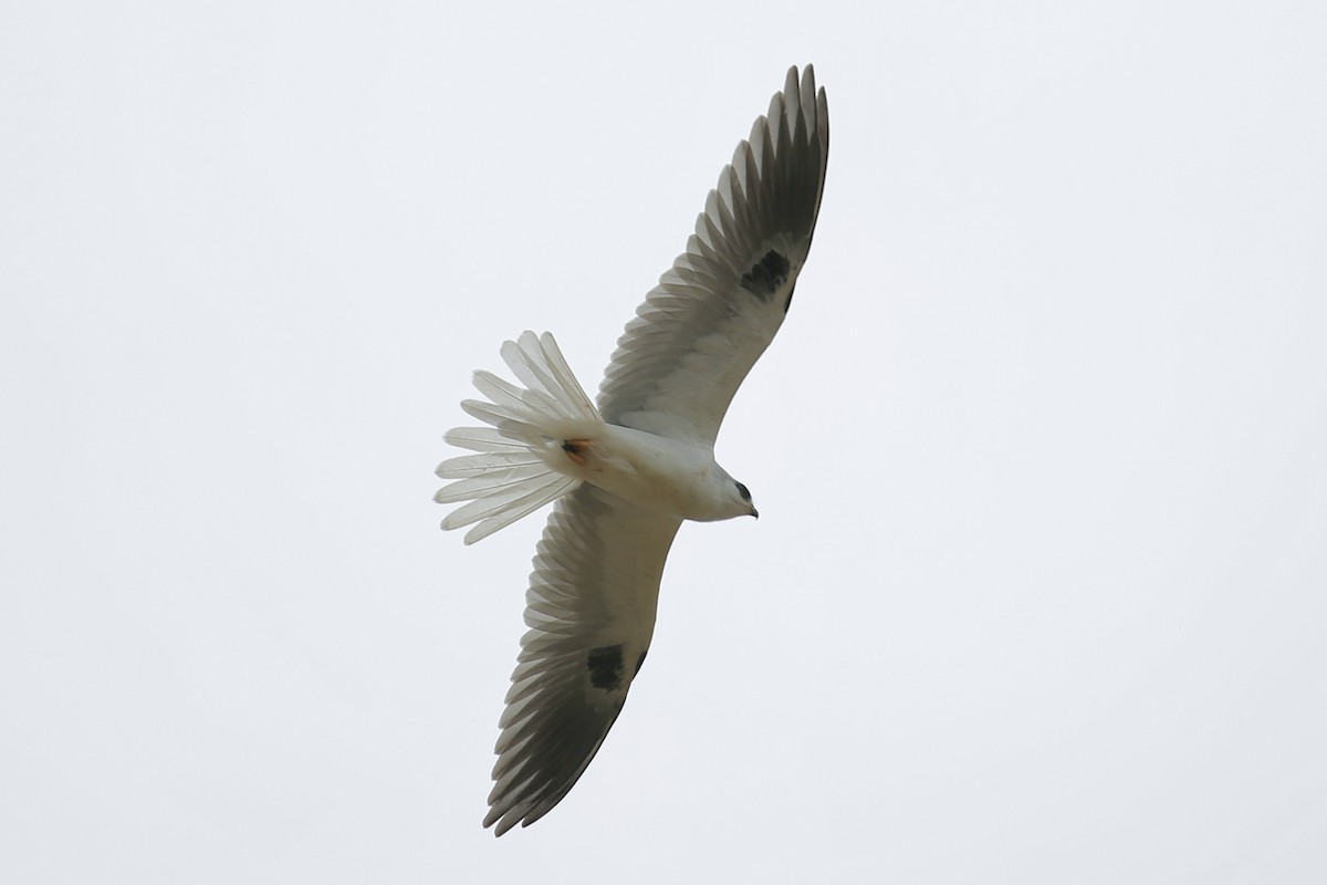 White-tailed Kite - ML375518291