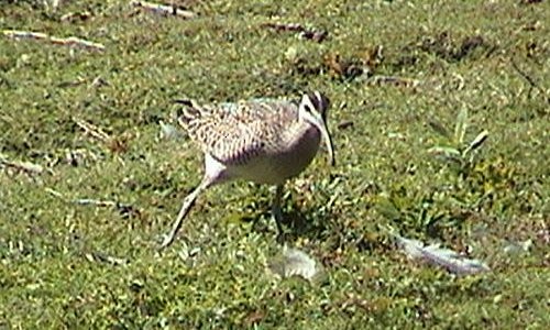 Whimbrel - Larry Neily