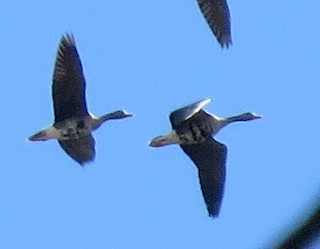 Greater White-fronted Goose, ML375519201