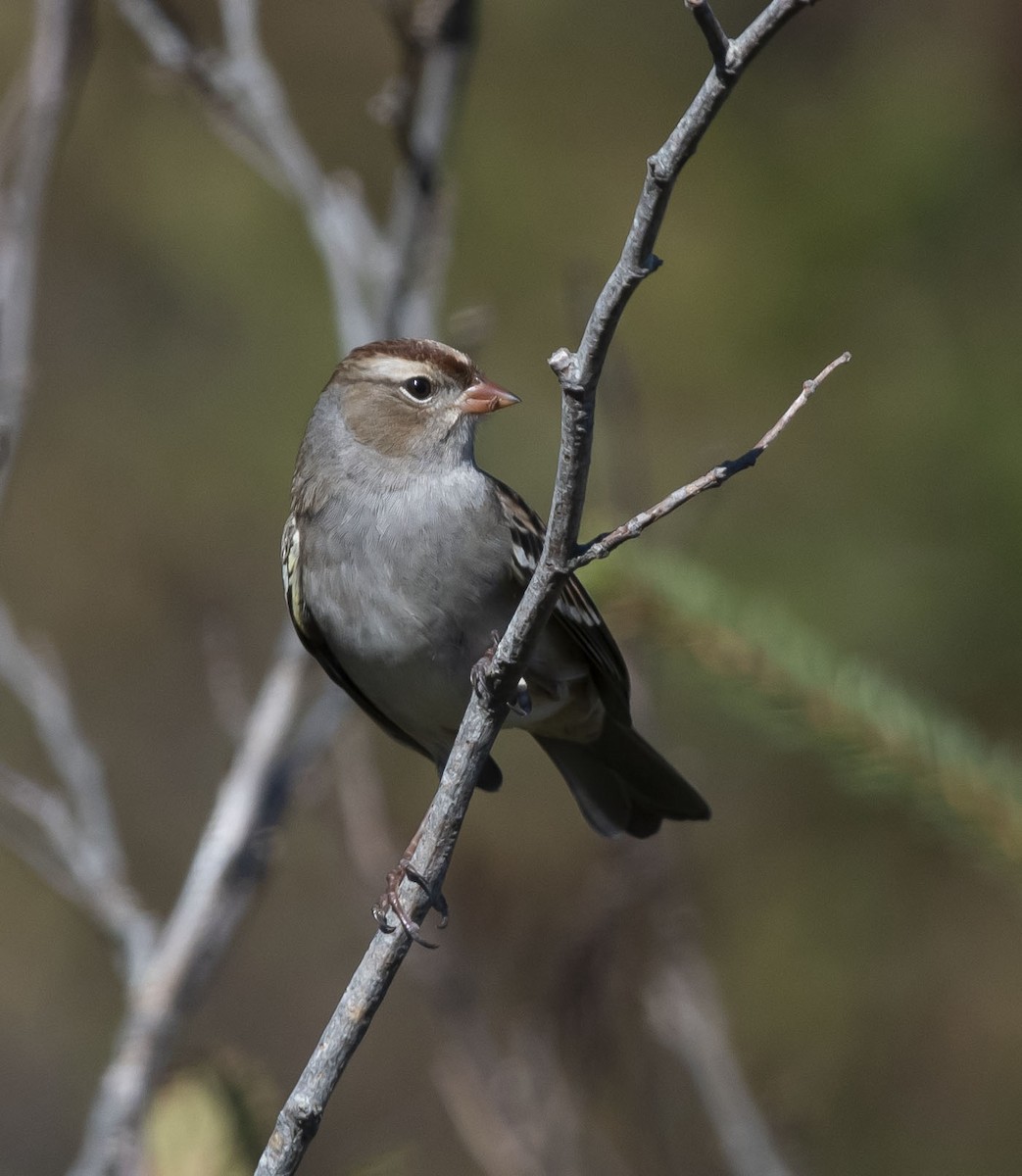 White-crowned Sparrow - ML375521691