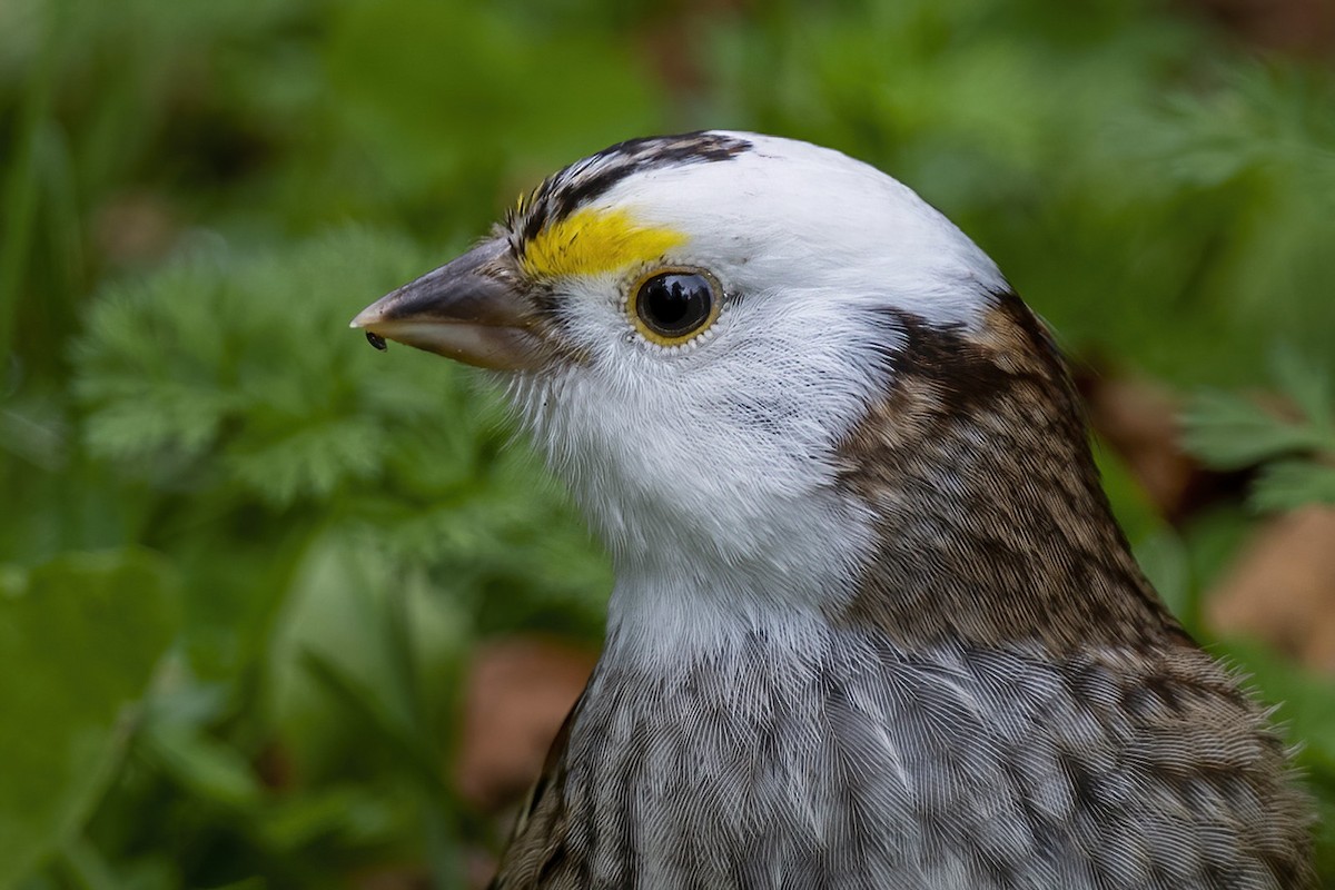 White-throated Sparrow - Su Li