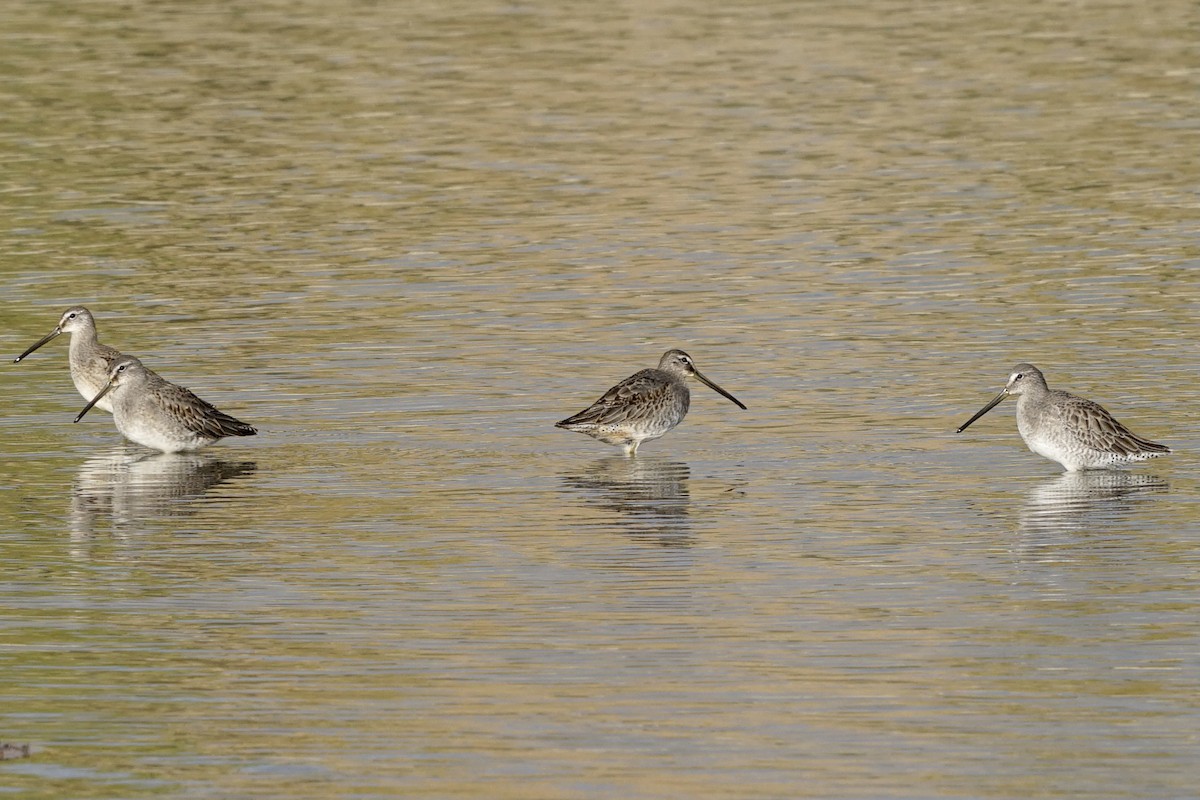 Long-billed Dowitcher - ML375525371
