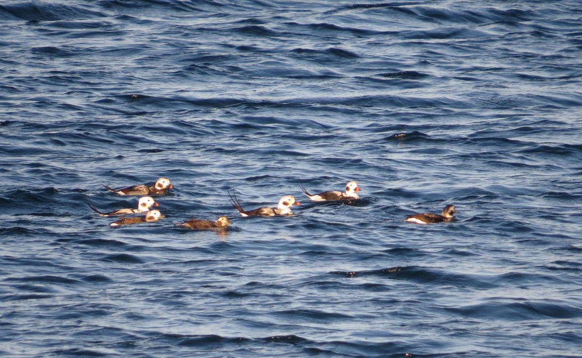Long-tailed Duck - ML375530261