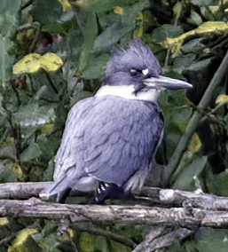 Belted Kingfisher - ML375541471