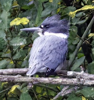 Belted Kingfisher - ML375541481