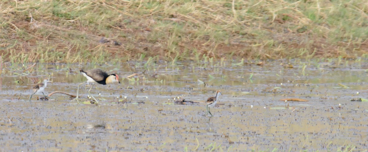 Comb-crested Jacana - Mark Lethlean