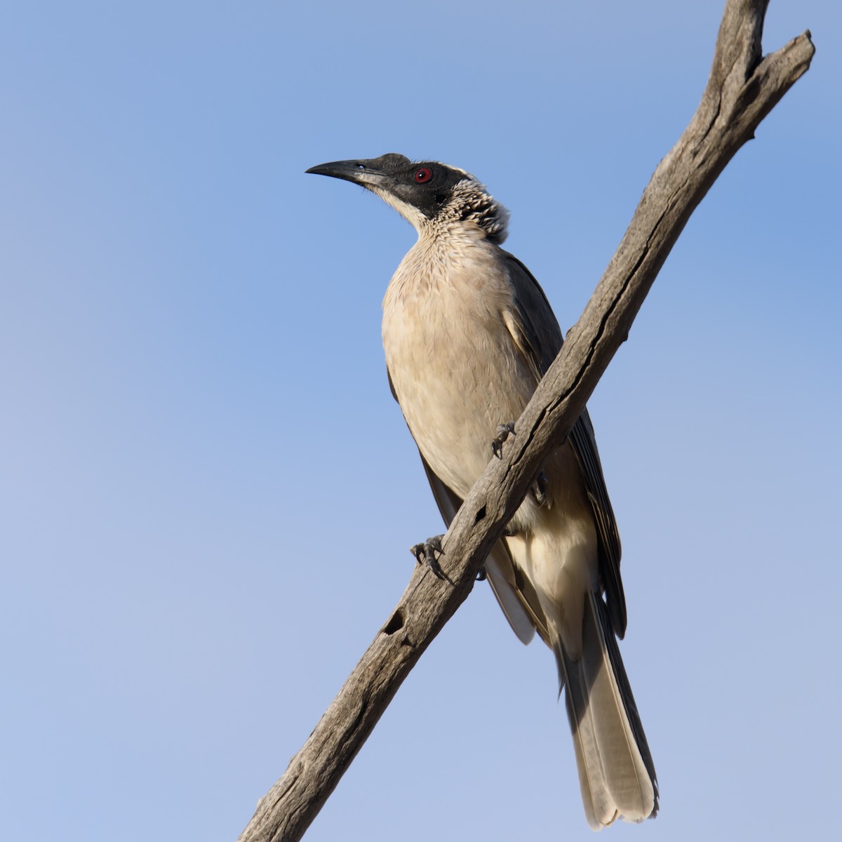 Silver-crowned Friarbird - ML375559951