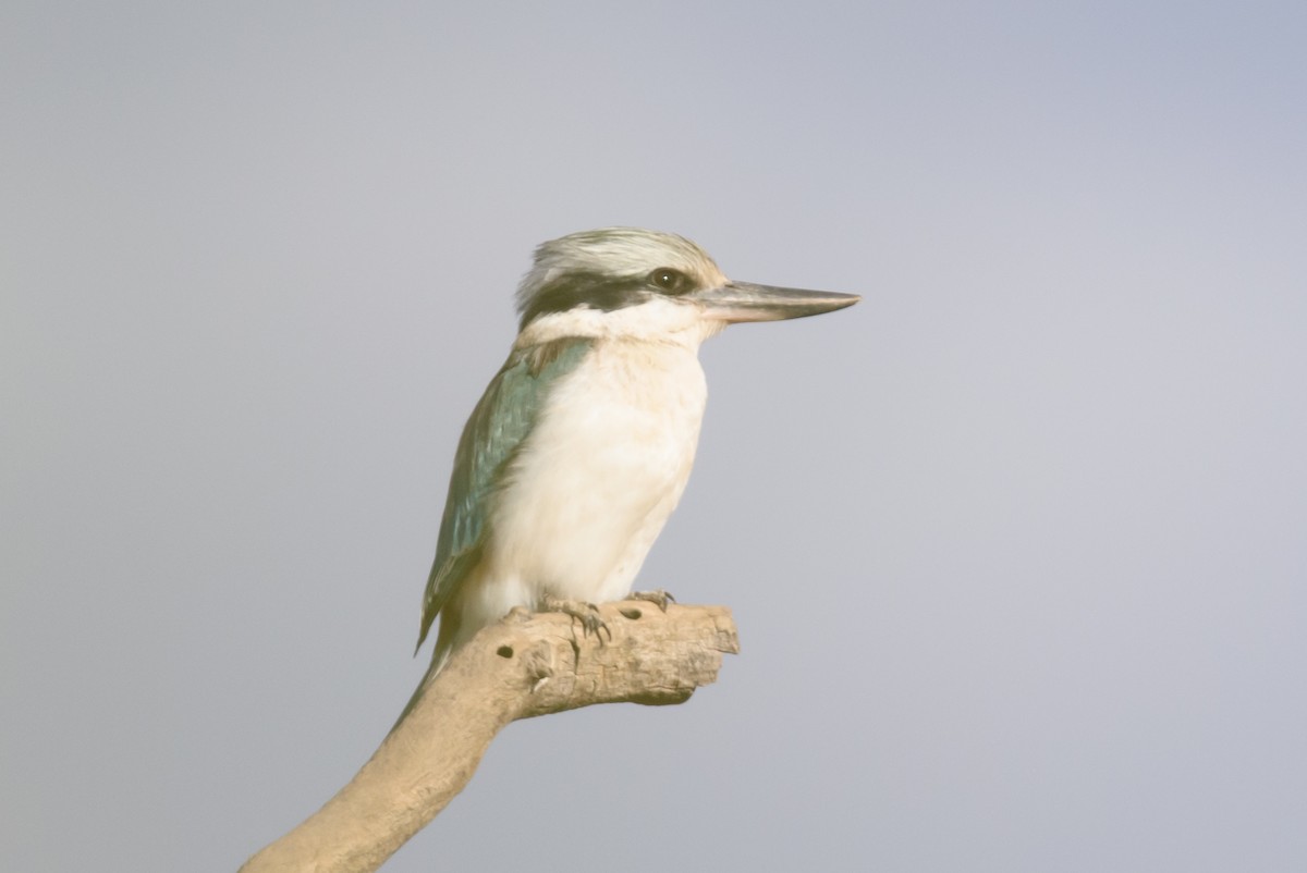 Red-backed Kingfisher - ML375560311