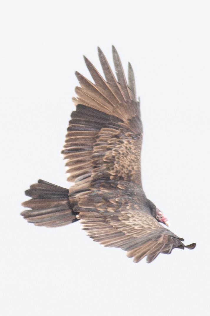 Turkey Vulture - ML37556061