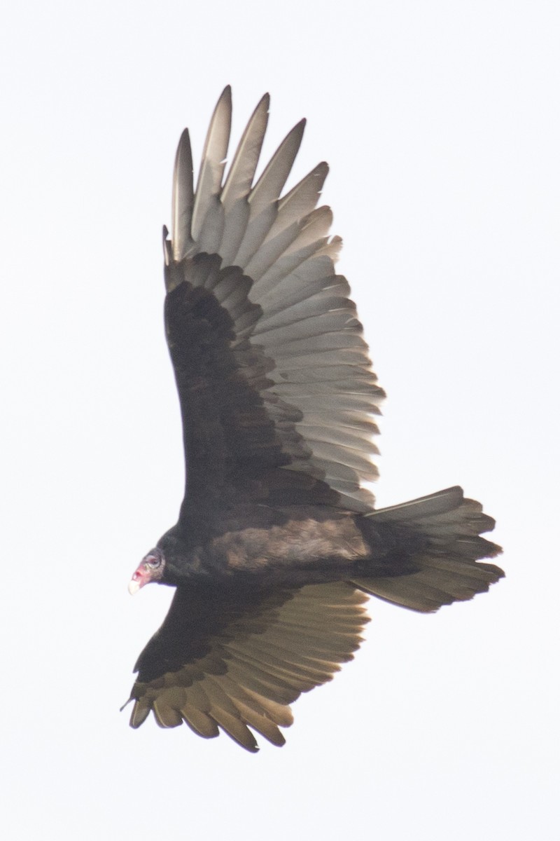 Turkey Vulture - ML37556081