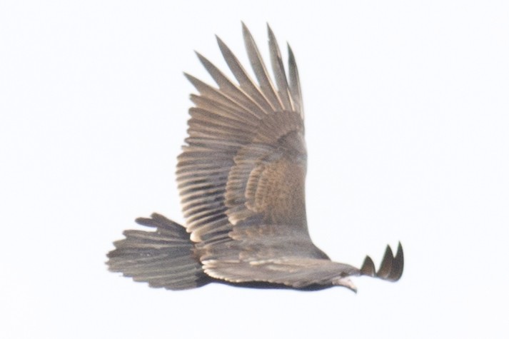 Turkey Vulture - ML37556171