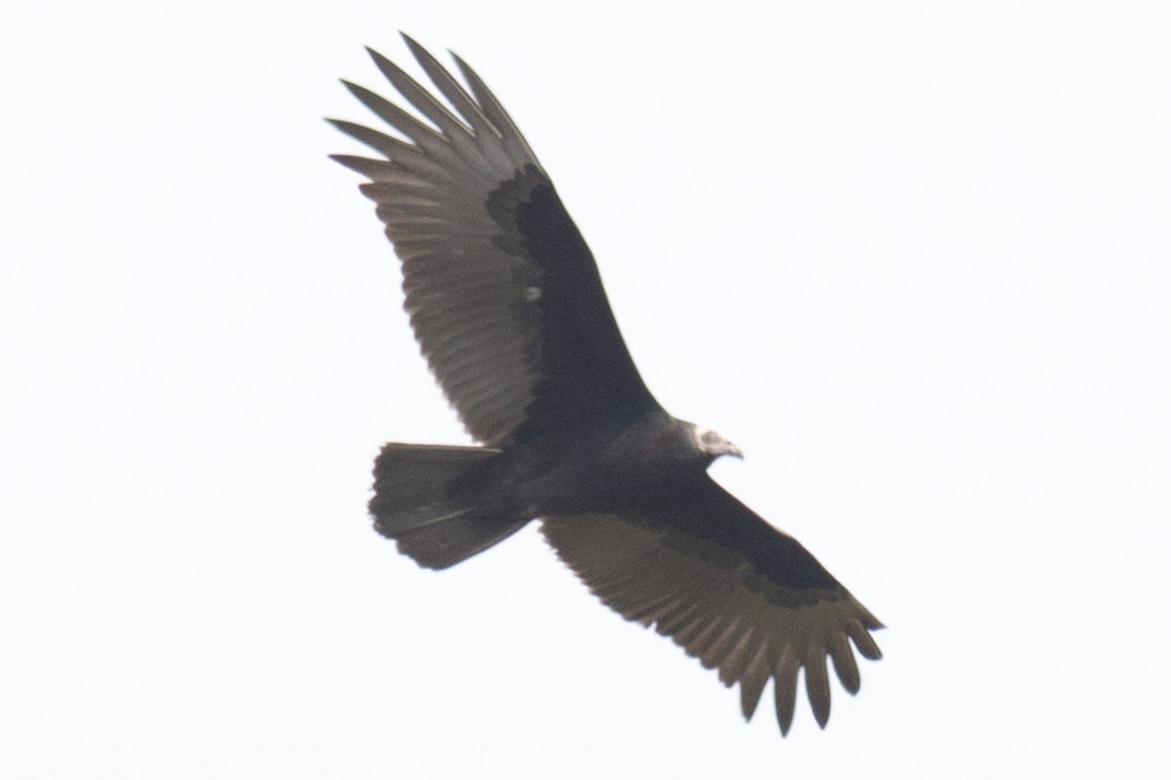 Turkey Vulture - ML37556211