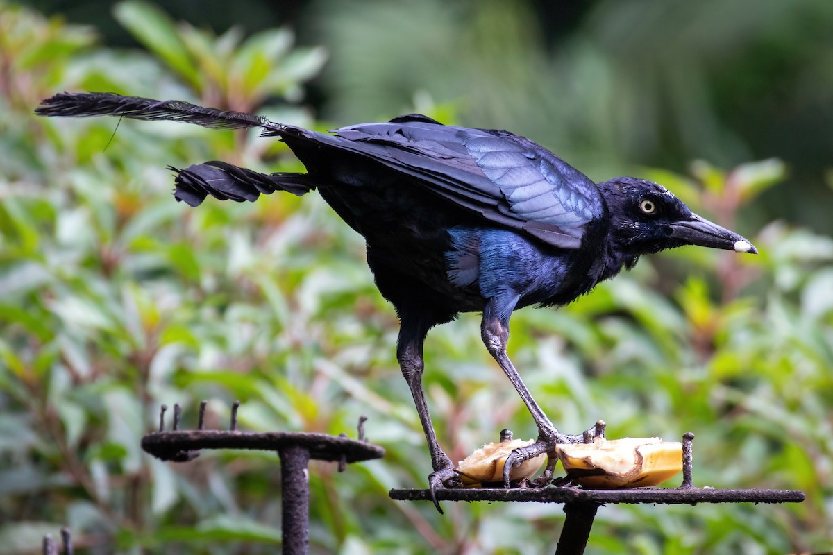 Great-tailed Grackle - Sean Sparrow