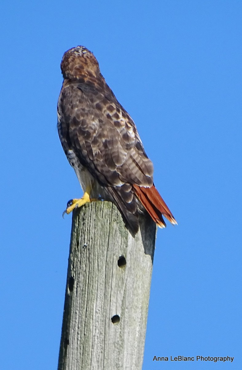 Red-tailed Hawk - ML375564461