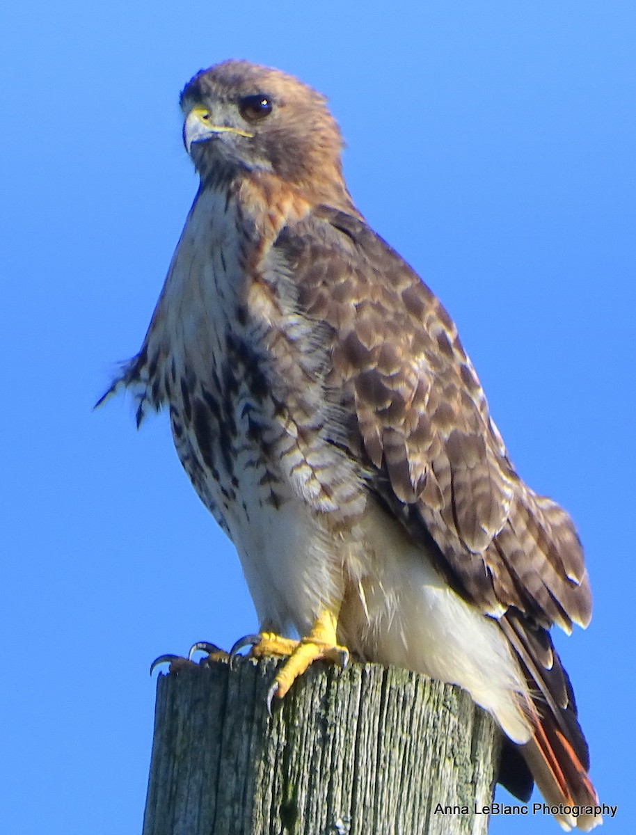 Red-tailed Hawk - ML375564581