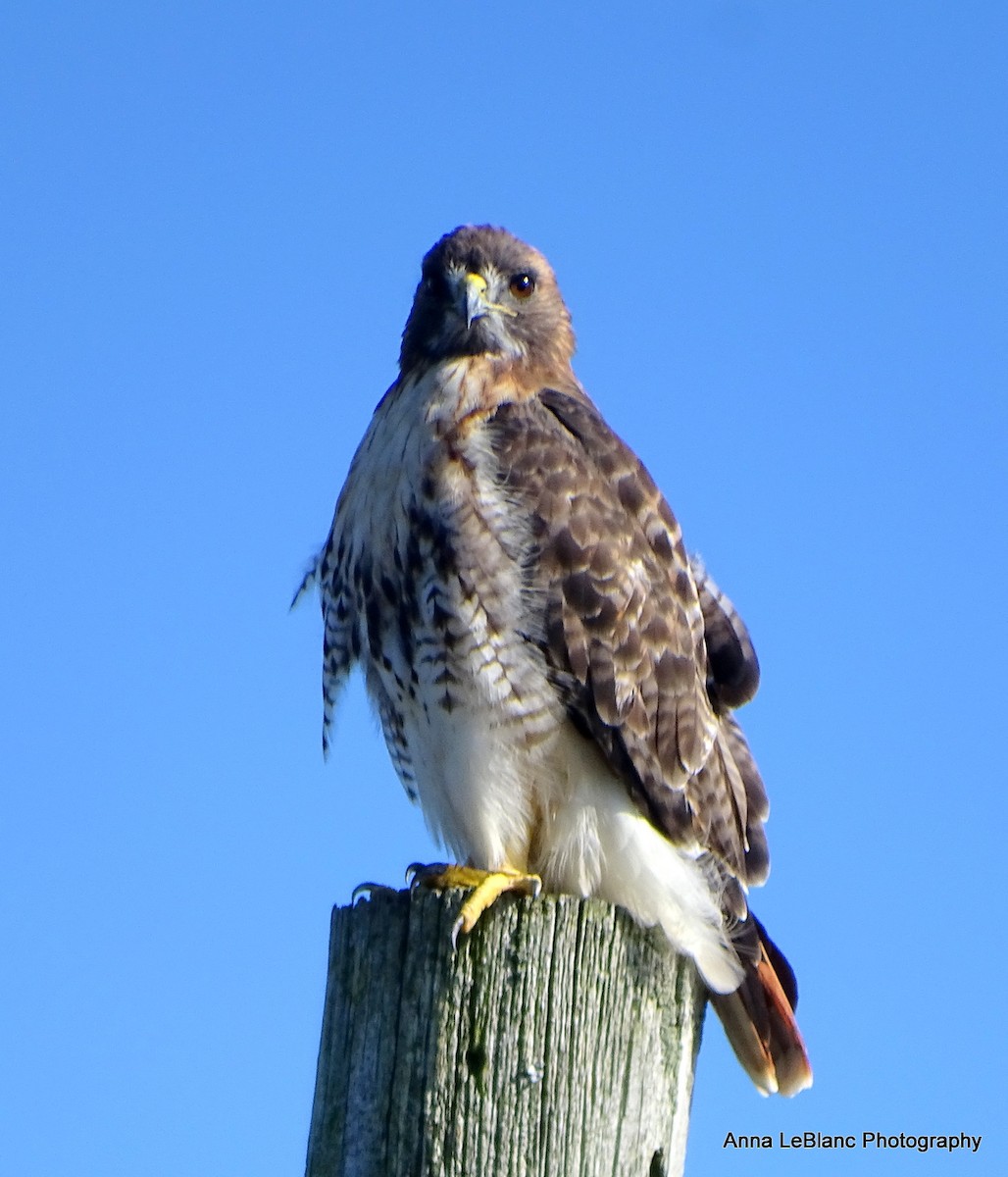 Red-tailed Hawk - ML375564641