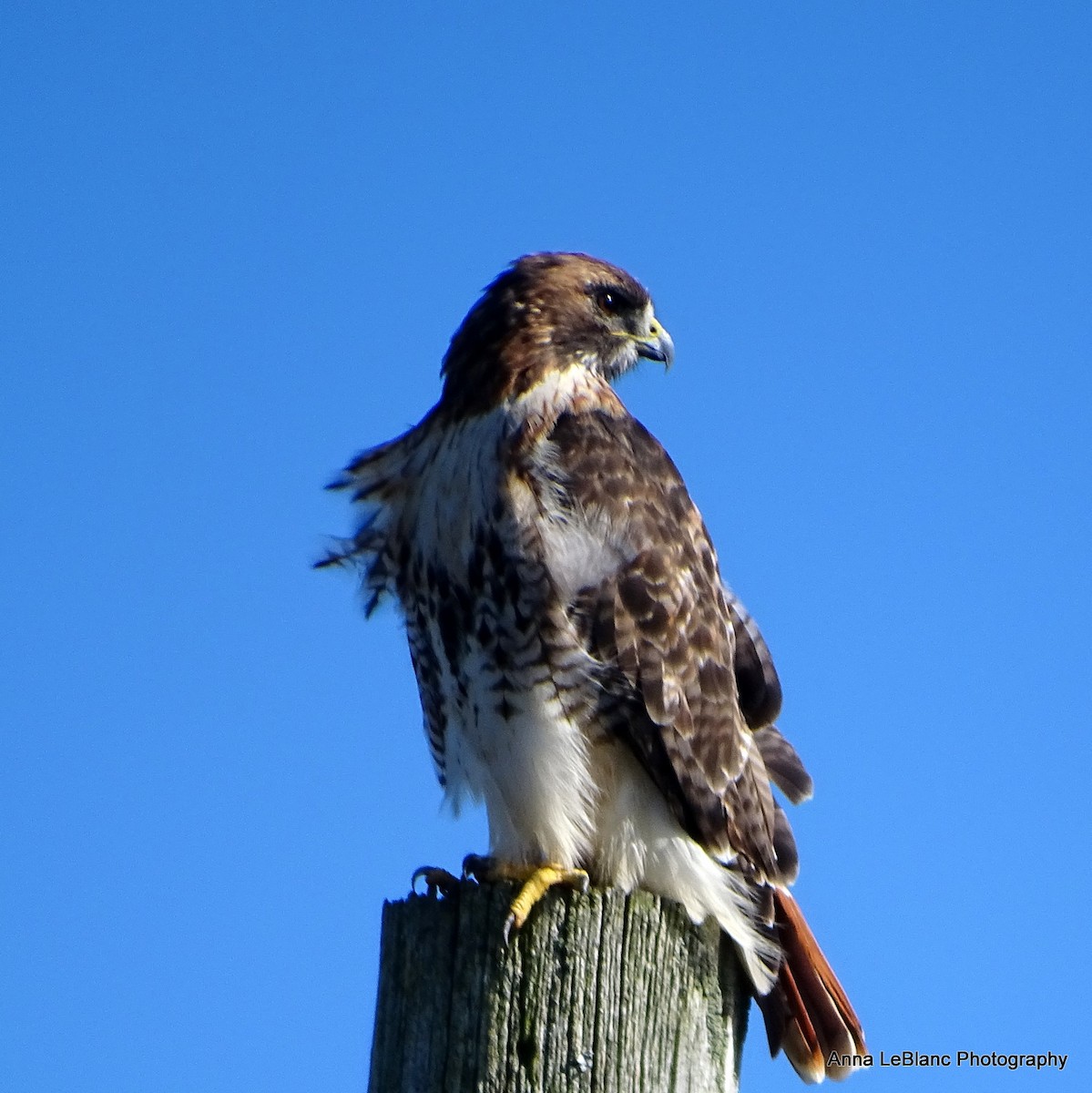 Red-tailed Hawk - ML375564841