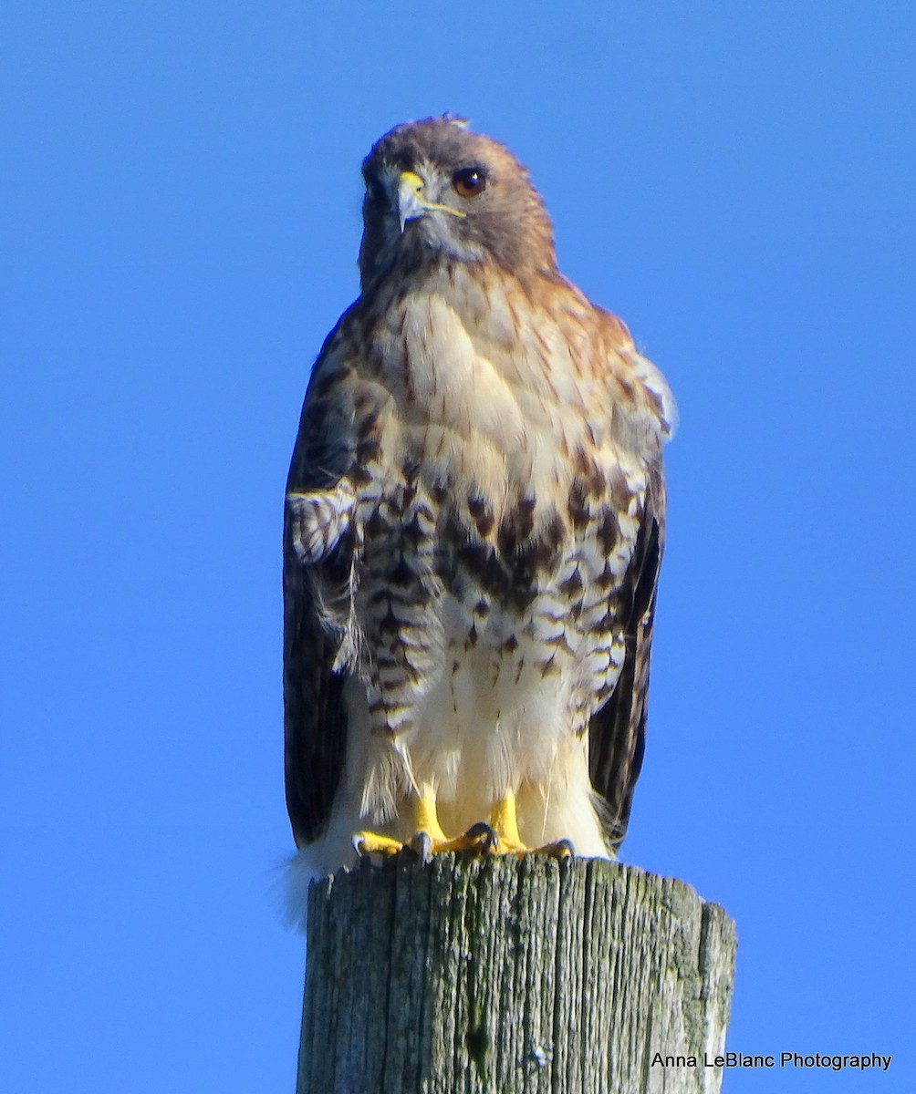 Red-tailed Hawk - ML375565051