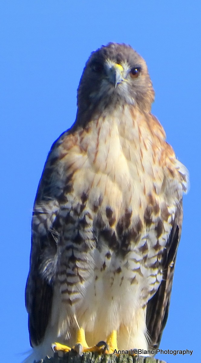 Red-tailed Hawk - ML375565201