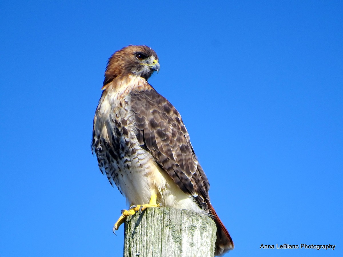 Red-tailed Hawk - ML375565701