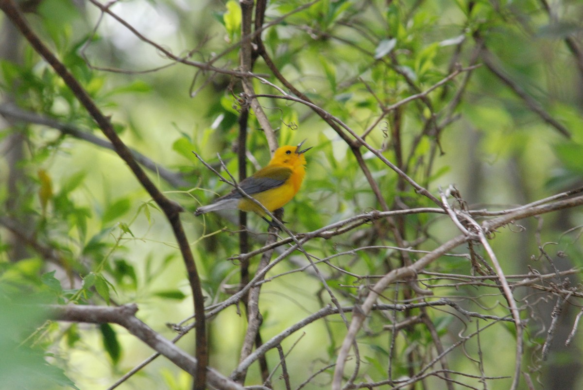 Prothonotary Warbler - ML37556571